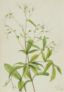 Bowmanswurzel (Porteranthus trifoliatus)