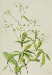 Bowmansroot Porteranthus trifoliatus, 1919