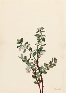 Box Heidelbeere (Gaylussacia brachycera)