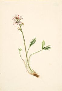 Fieberklee Menyanthes trifoliata
