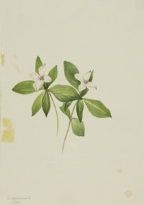 Kanadische Hartriegel von Mary Vaux Walcott