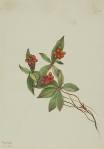 Kanadisches Hartriegel (Cornus canadensis)