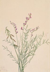Burgess-Milchkraut Astragalus bourgovii, 1922 von Mary Vaux Walcott
