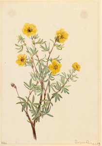 Busch-Fingerkraut Potentilla fruticosa, 1917