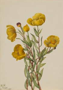 Buschmohn (Dendromecon rigidum)
