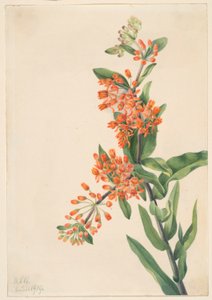 Schmetterlingskraut (Ascelpias tuberosa) von Mary Vaux Walcott