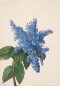Kalifornischer Flieder Ceanothus thyrsiflorus, 1935
