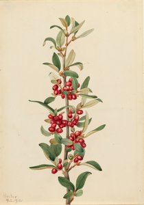 Kanadische Büffelbeere Lepargyrea canadensis, 1916