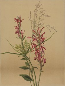 Kardinalblume Lobelia cardinalis, 1878 von Mary Vaux Walcott