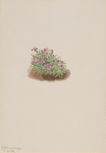 Teppich Pink Silene acaulis, 1905