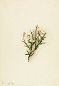 Cassiope Cassiope mertensiana, ca. 1900-1905