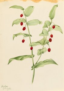 Umfassender Drehwurz (Streptopus amplexifolius)