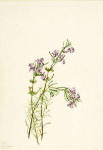 Conradina verticillata, 1934