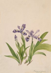 Gefranste Schwertlilie Iris cristata, 1918 von Mary Vaux Walcott