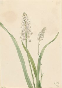 Krähenlauch Chrosperma muscaetoxicum, 1921 von Mary Vaux Walcott