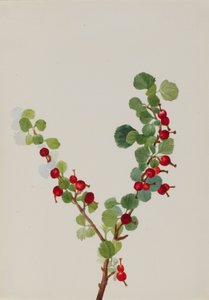 Johannisbeere unvollendet Ribes-Art, n.d.