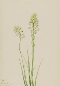 Todeskamas Zygadenus venenosus, 1923 von Mary Vaux Walcott