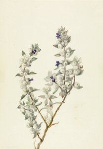 Death Valley Salbei Salvia funerea, ca. frühe 1930er Jahre.