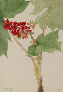 Teufelsklub Echinopanax horridum, 1917 von Mary Vaux Walcott