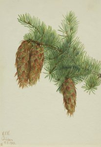 Douglasie (Pseudotsuga mucronata)