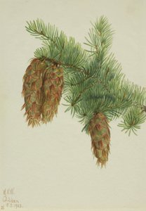 Douglasie Pseudotsuga mucronata, 1923