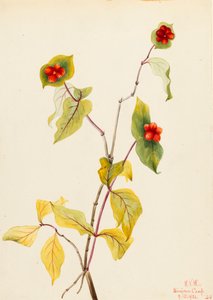 Douglas Geißblatt Lonicera glaucescens, 1922