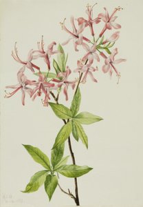 Weiche Pinxterblüte Azalea rosea, 1923 von Mary Vaux Walcott