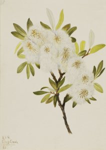 Drummond-Weide Salix drummondiana