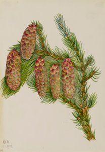 Engelmann-Fichte Picea engelmanni, 1920