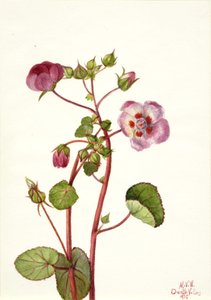 Eremalche rotundifolia, 1935 von Mary Vaux Walcott