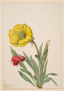 Nachtkerze (Oenothera howardi)