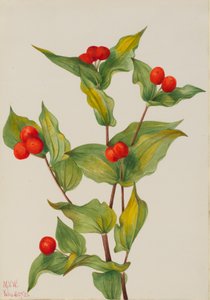 Feenglöckchen Disporum hookeri