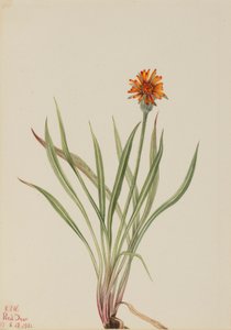 Falscher Löwenzahn (Agoseris aurantiaca)