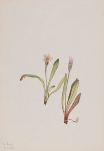 Falscher Löwenzahn Agoseris carnea, 1918