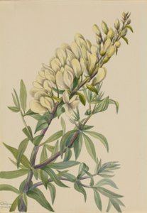Falscher Indigo (Baptista bructeata)