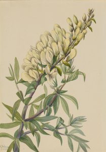 Falscher Indigo Baptista bructeata