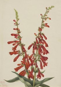 Feuer-Penstemon Penstemon eatonii