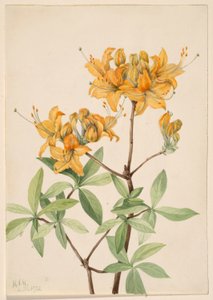 Flammenazalee (Azalea lutea)