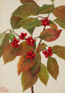 Blühender Hartriegel Cornus florida, 1926