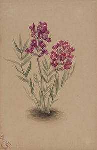 Blumen von der Mesa