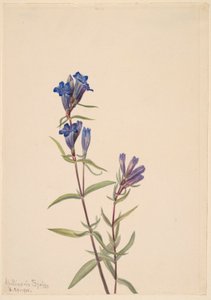 Enzian (Gentiana affinis)