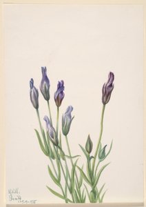 Enzian (Gentiana macounii) von Mary Vaux Walcott