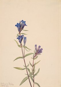 Enzian Gentiana affinis