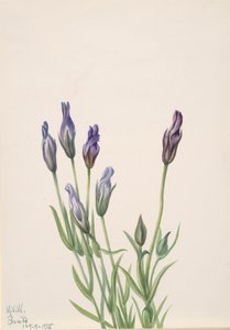 Enzian (Gentiana macounii), 1935 von Mary Vaux Walcott
