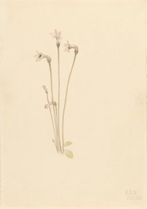 Geisterrohr Thalesia uniflora, 1920