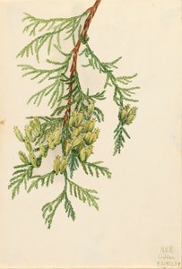 Riesen-Lebensbaum Thuja plicata, 1923