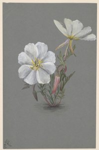 Riesen-Stendelwurz (Epipactia gigantea) von Mary Vaux Walcott