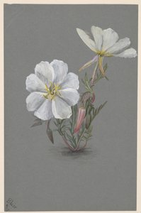 Riesen-Stendelwurz Epipactis gigantea von Mary Vaux Walcott