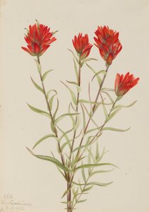 Riesen-Indianer-Pinsel Castilleja miniata, 1921