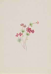 Gilia linanthus parviflorus